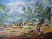 Oliven-mallorca.jpg (143588 Byte)